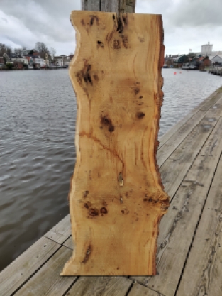 Native oak tree trunk part